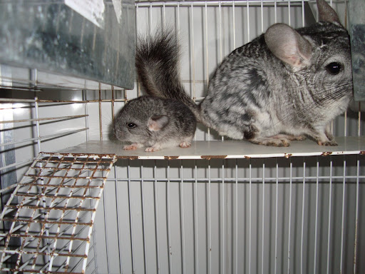chinchila