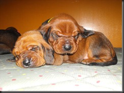 SB09-redbone-coonhound-puppies-2wks