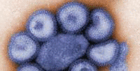 Mais detalhes sobre a Gripe A (H1N1) - Portugal