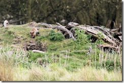 Fox Cubs, Fowlmere