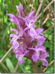 Pugsley's Marsh Orchid?
