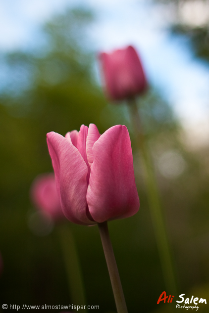 reflections-of-nature-ali_salem-9