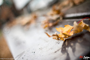 montreal-autumn-by-ali-salem-12