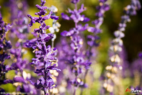 Jardin-des-floralies-8