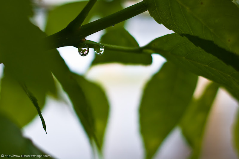 Ontario-photography_by_Ali-Salem-28