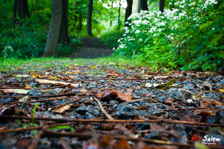 mount-royal-post-rain-4.jpg