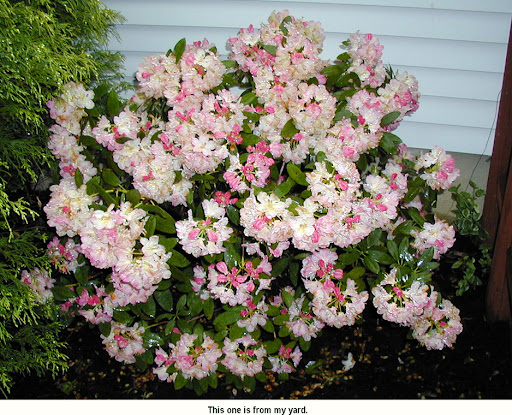 Rare Find Nursery