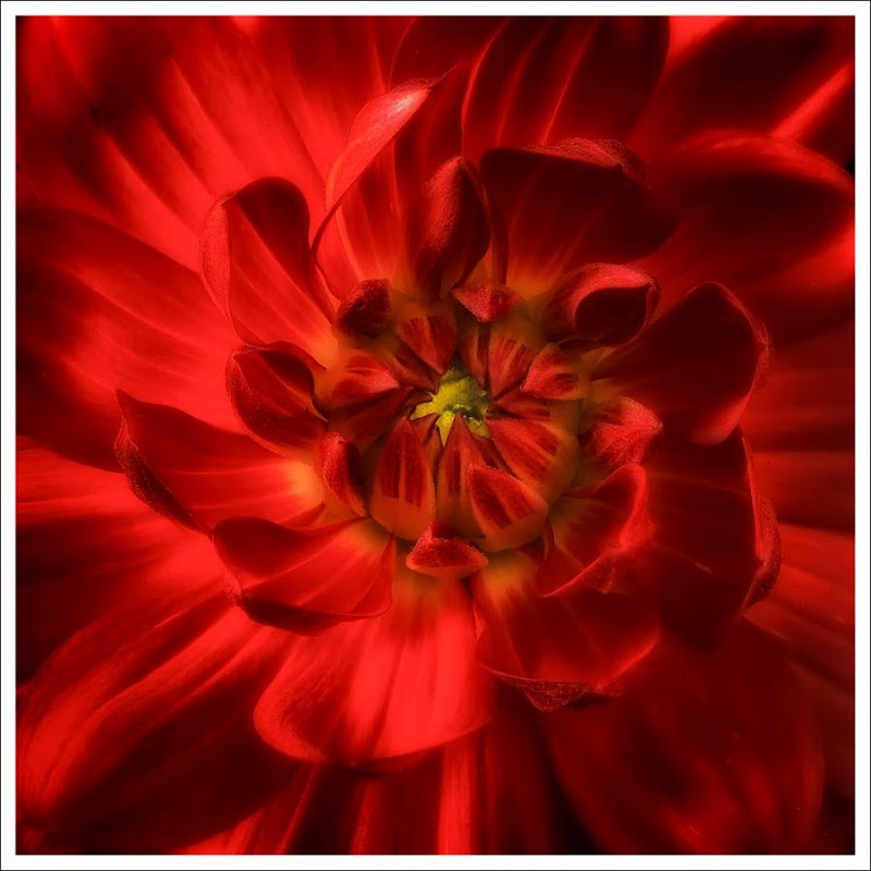 Red Dahlia by Pat Sampson