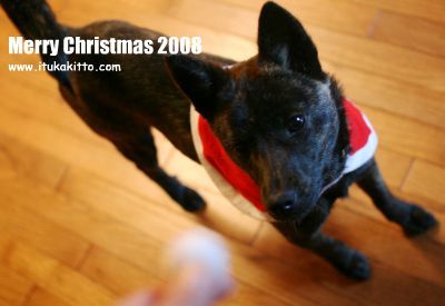 メリークリスマス 2008