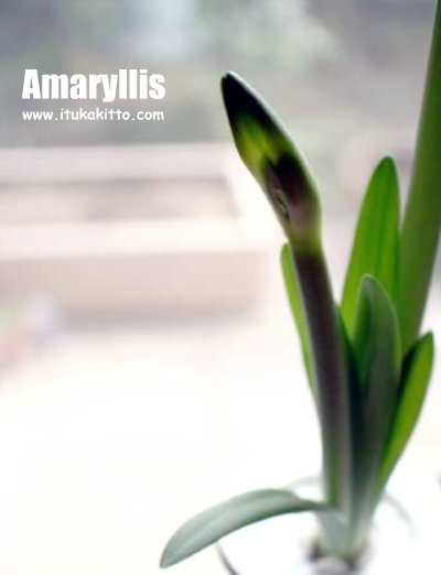 アマリリス咲いた。