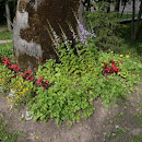 Waide_motelli_yldilme-21.JPG