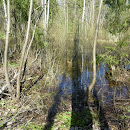 IMGP7446.JPG