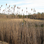 The day before the field was full of this tall winter grass, but I missed it.