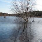 It's sad to see these trees half submerged.