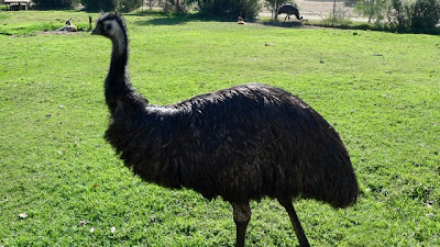 Do you know they sell emu burgers at the wildlife park cafe?