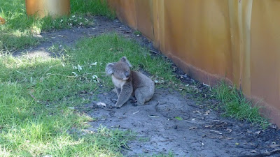 Have you ever seen a koala bear on the ground?