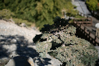 IMG_6707.JPG