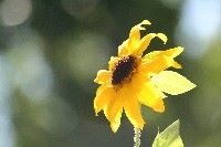 My Photo Album