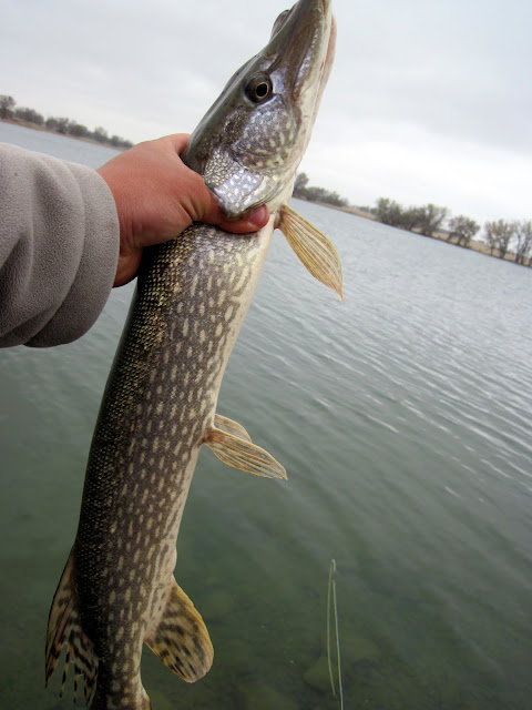 RMA Pike