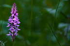 IMG_7845.jpg