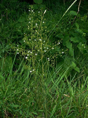 Bavarian Bastard Toadflax Bavarian Bastard Toadflax