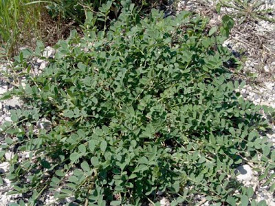 Sainfoin d'Espagne