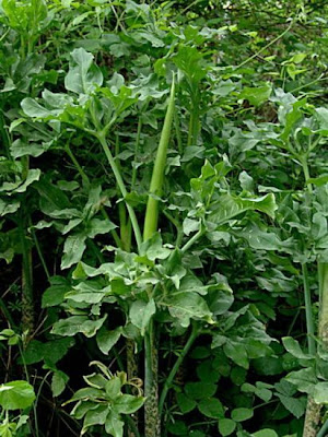 E.serpentaria