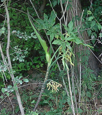 E.serpentaria