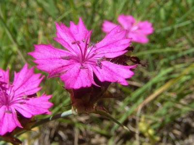 Dianthus carthusianorum L.