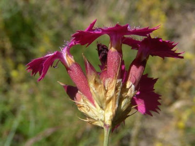 Dianthus carthusianorum L.
