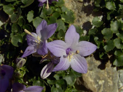 Italian Bellflower