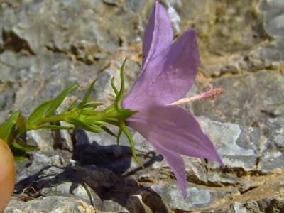 Italian Bellflower