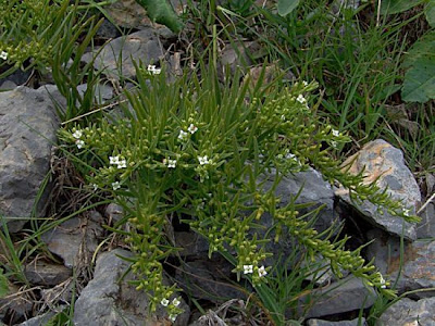 Alpine Bastard Toadflax Alpine Bastard Toadflax