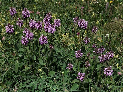 Stachys pradica (Zanted.) Greuter et Pign.