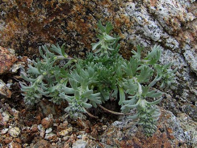 Artemisia genipi Stechm.