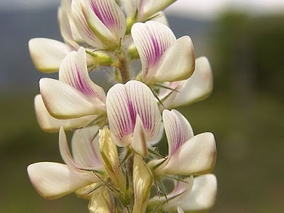 Lupinella bianca