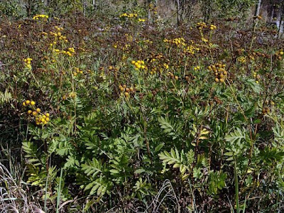 Erba-amara selvatica Erba-amara selvatica