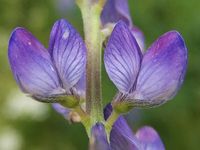 Narrow-leaf lupin
