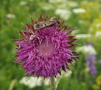 Carduus nutans L.