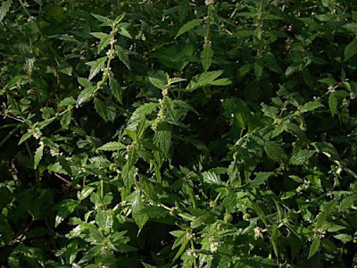 Gipsywort