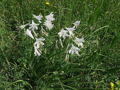 G. di S. Giovanni