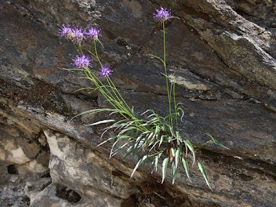 Phyteuma scheuchzeri All.