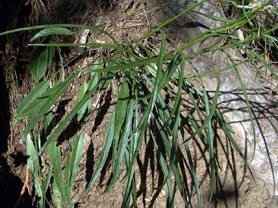 Phyteuma scheuchzeri All.