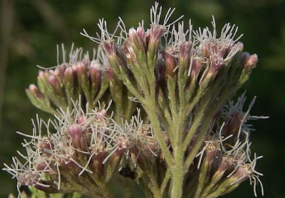Hemp-agrimony Hemp-agrimony