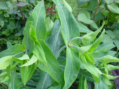 Leiteira Leiteira