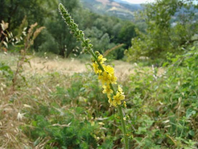 Agrimonia comune Agrimonia comune