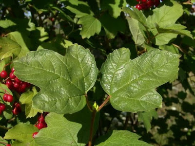European cranberrybush European cranberrybush