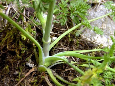 Lappola bianca