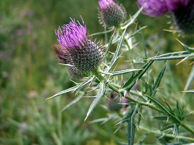 Cardo di Tenore Cardo di Tenore