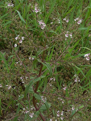 Veronica delle sponde